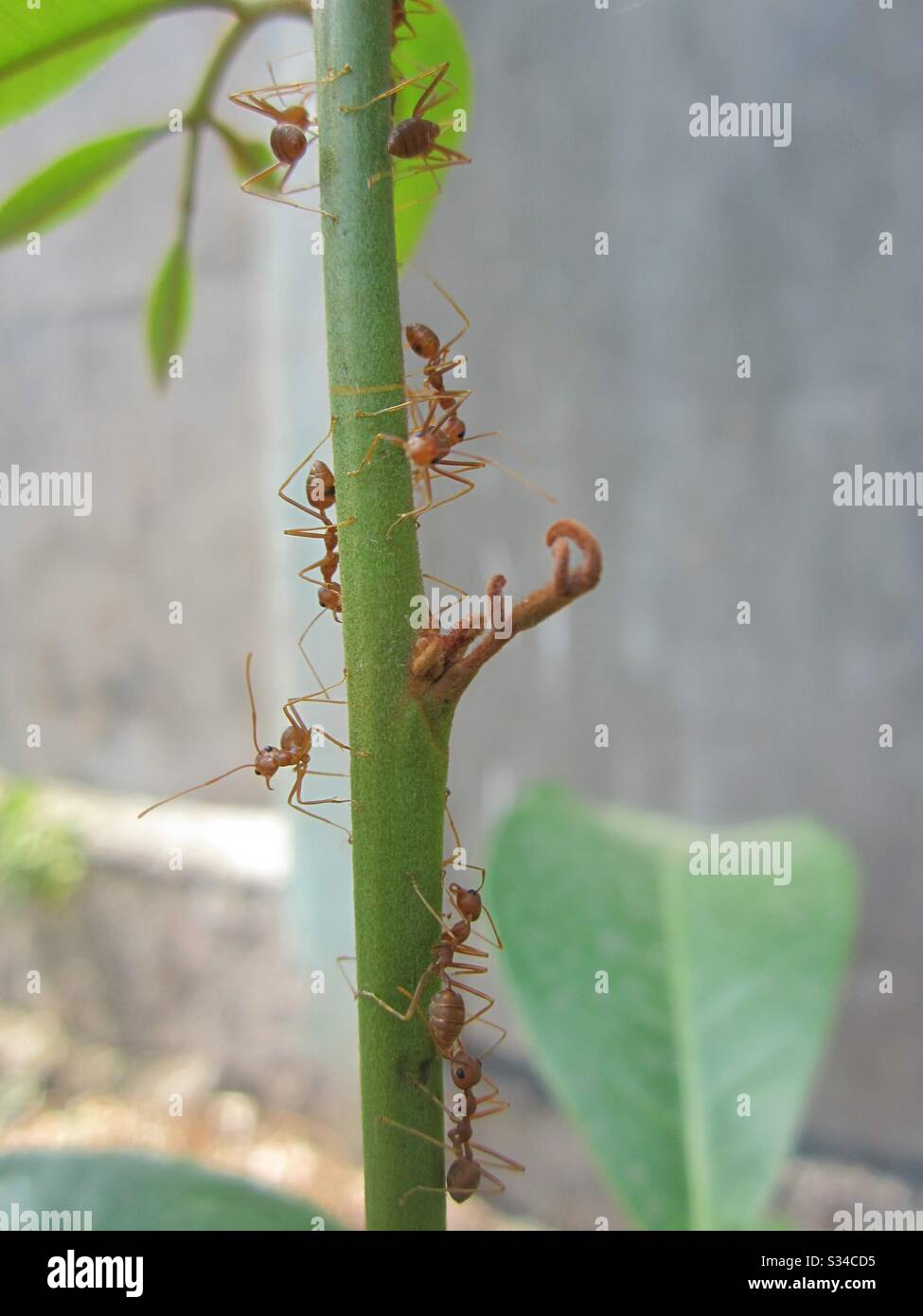 Attention - Image de stock capturée avec un smartphone