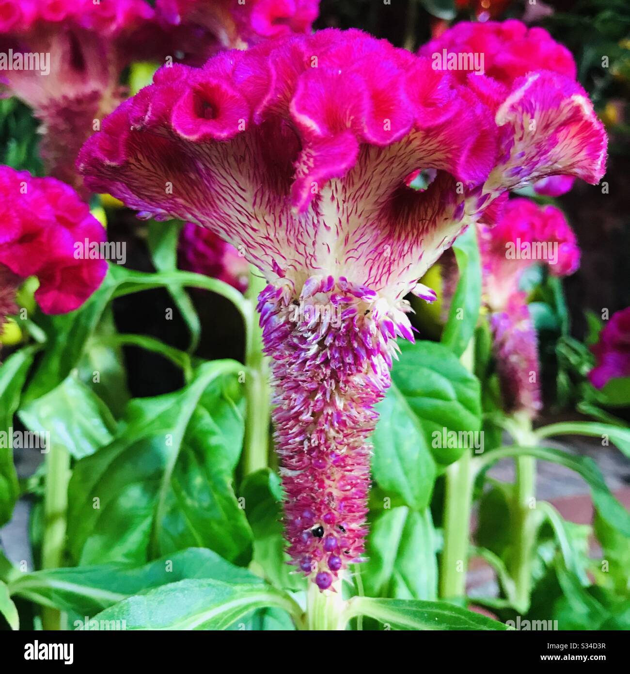 Celosia argentea var. Cristata aka cocarscomb, fleur ressemble à la tête sur un coq une plante ornementale, Kozhichhutta en Malayalam - velours rouge fleur de cheveux près Banque D'Images