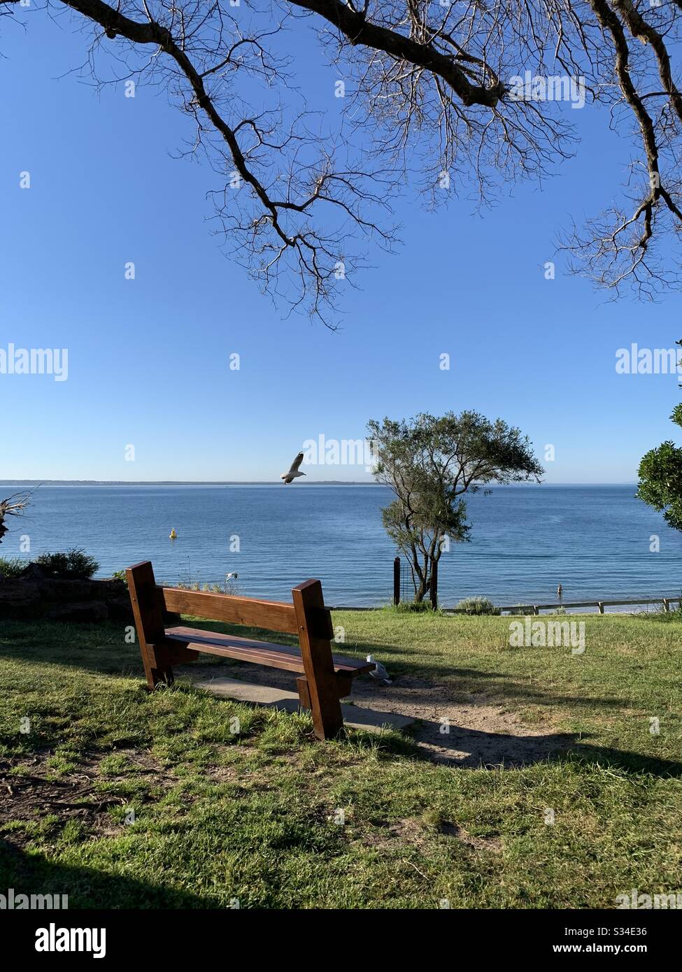 Un oiseau, un arbre, une mer, un banc Banque D'Images