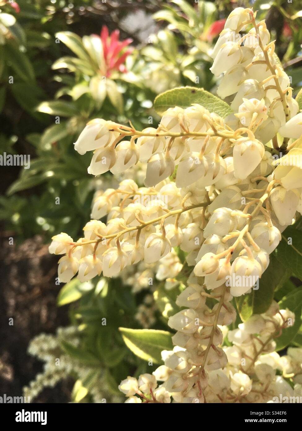 Pieris Shrub Photos Pieris Shrub Images Alamy