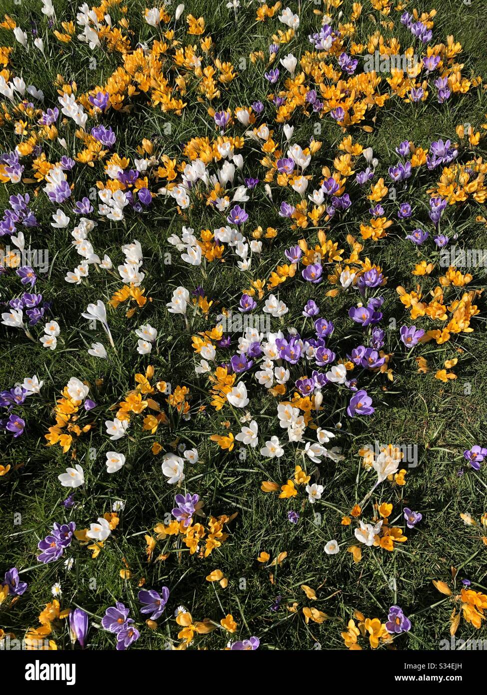 Crocuses violettes, blanches et jaunes en fleur - Image de stock capturée avec un smartphone