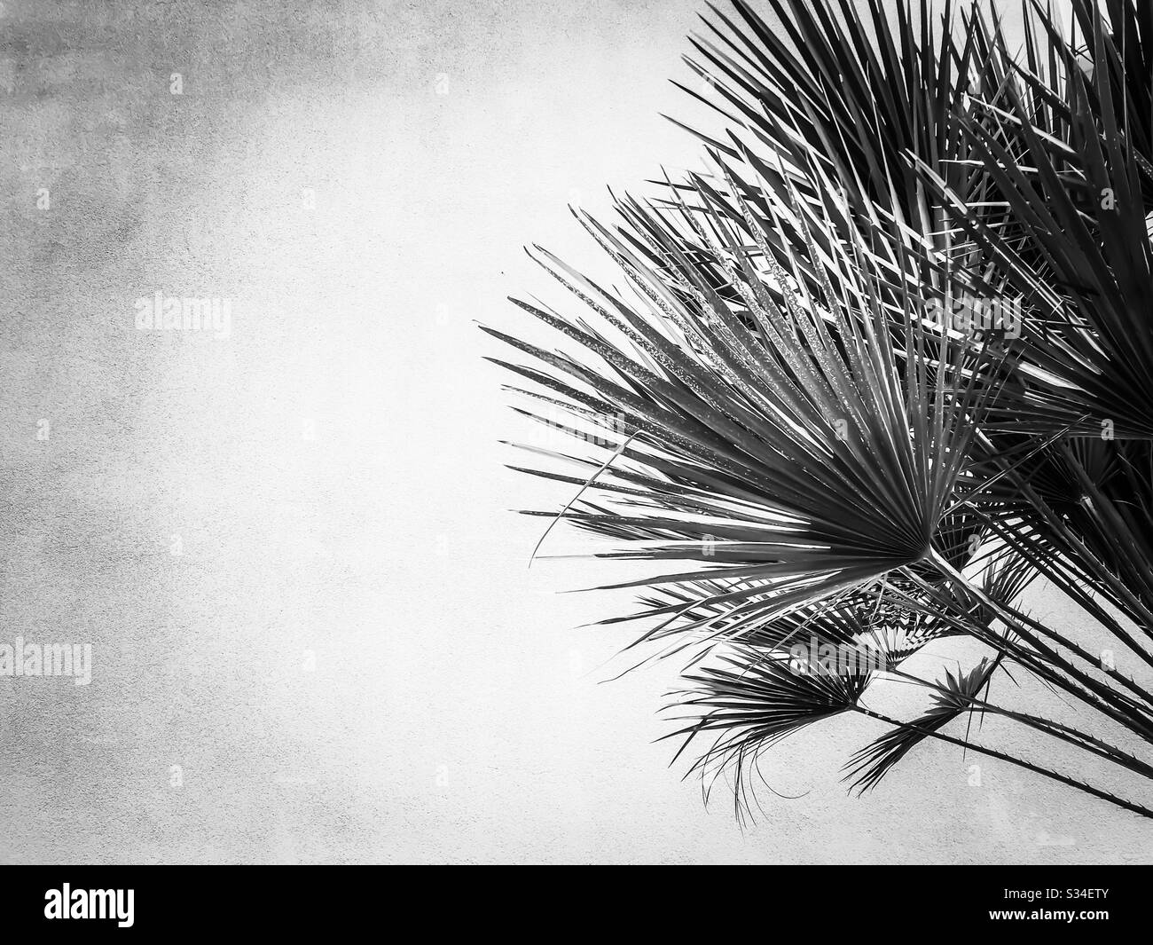 Feuilles de palmier isolées en noir et blanc Banque D'Images