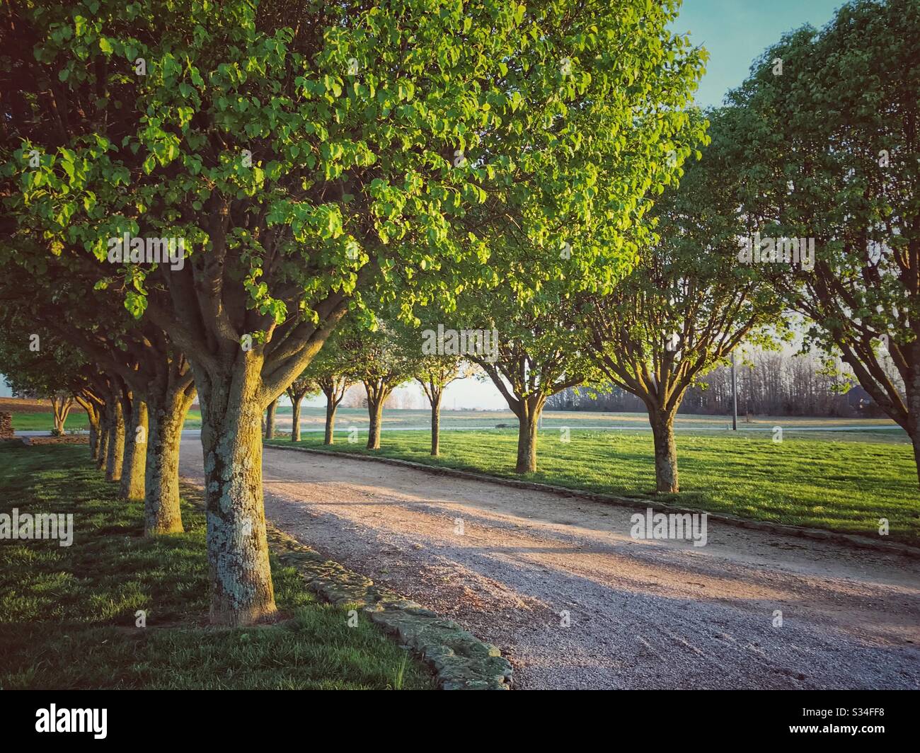 Spring Trees ligne de la voie de campagne en Caroline du Nord à l'heure d'or Banque D'Images