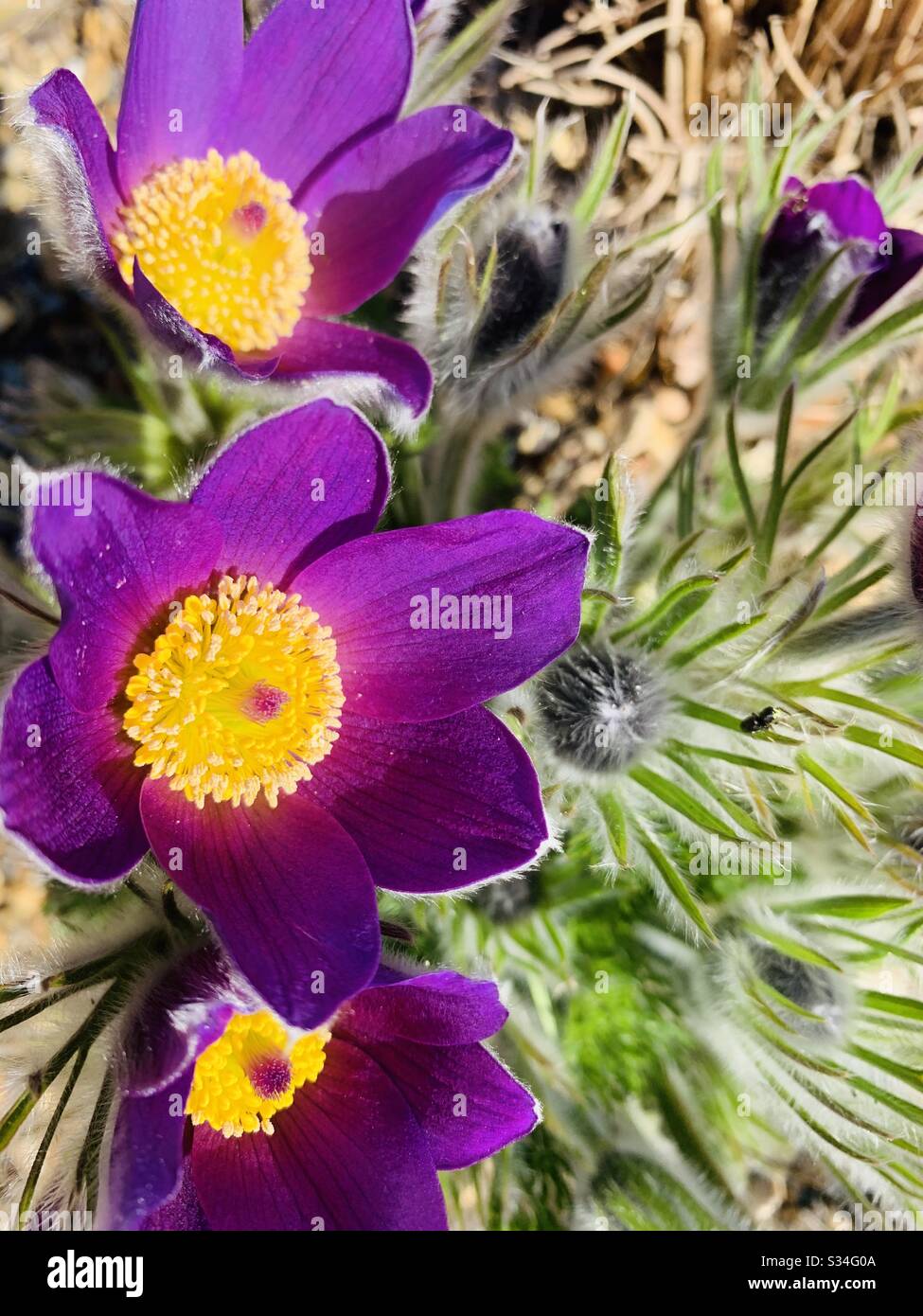 Fleurs violettes de la pulsatilla Banque D'Images