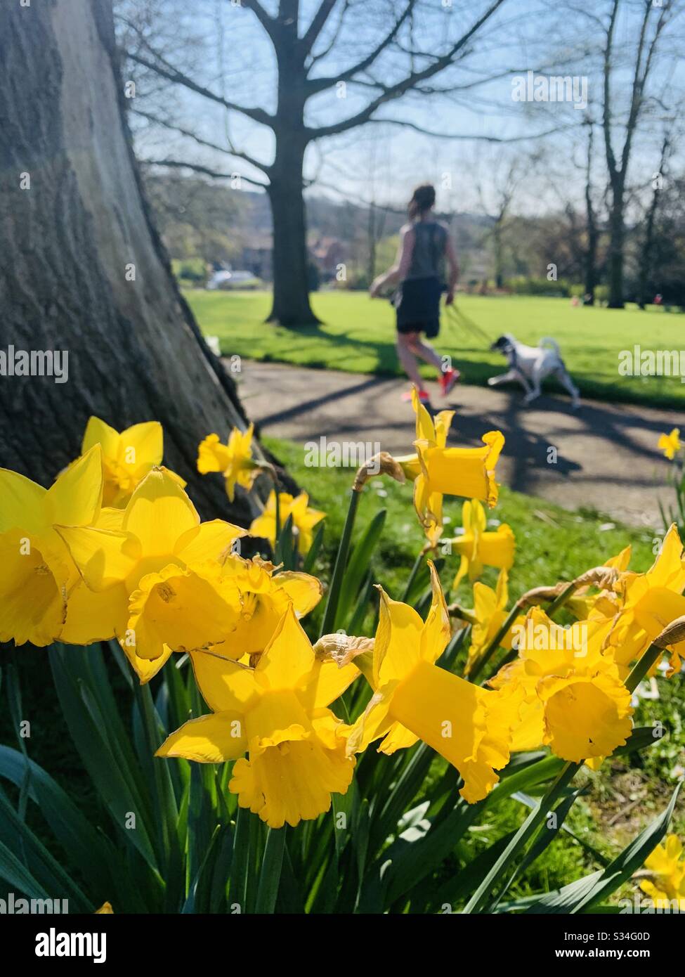 Jonquilles jaunes vives avec chien de marche de femme en arrière-plan - Image de stock capturée avec un smartphone