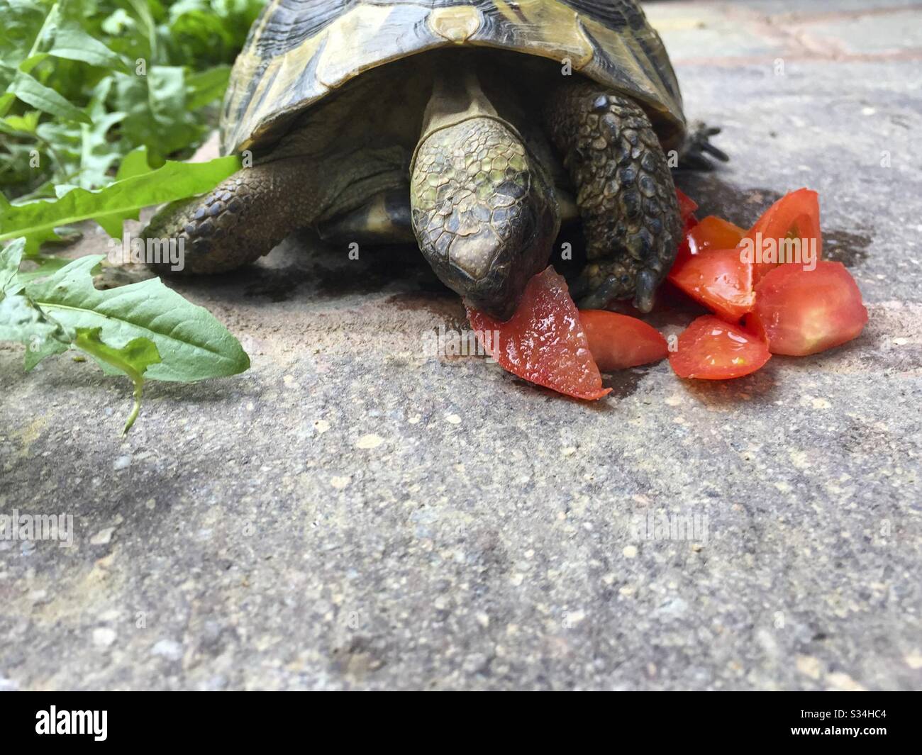 Tortue manger Banque de photographies et d’images à haute résolution Alamy