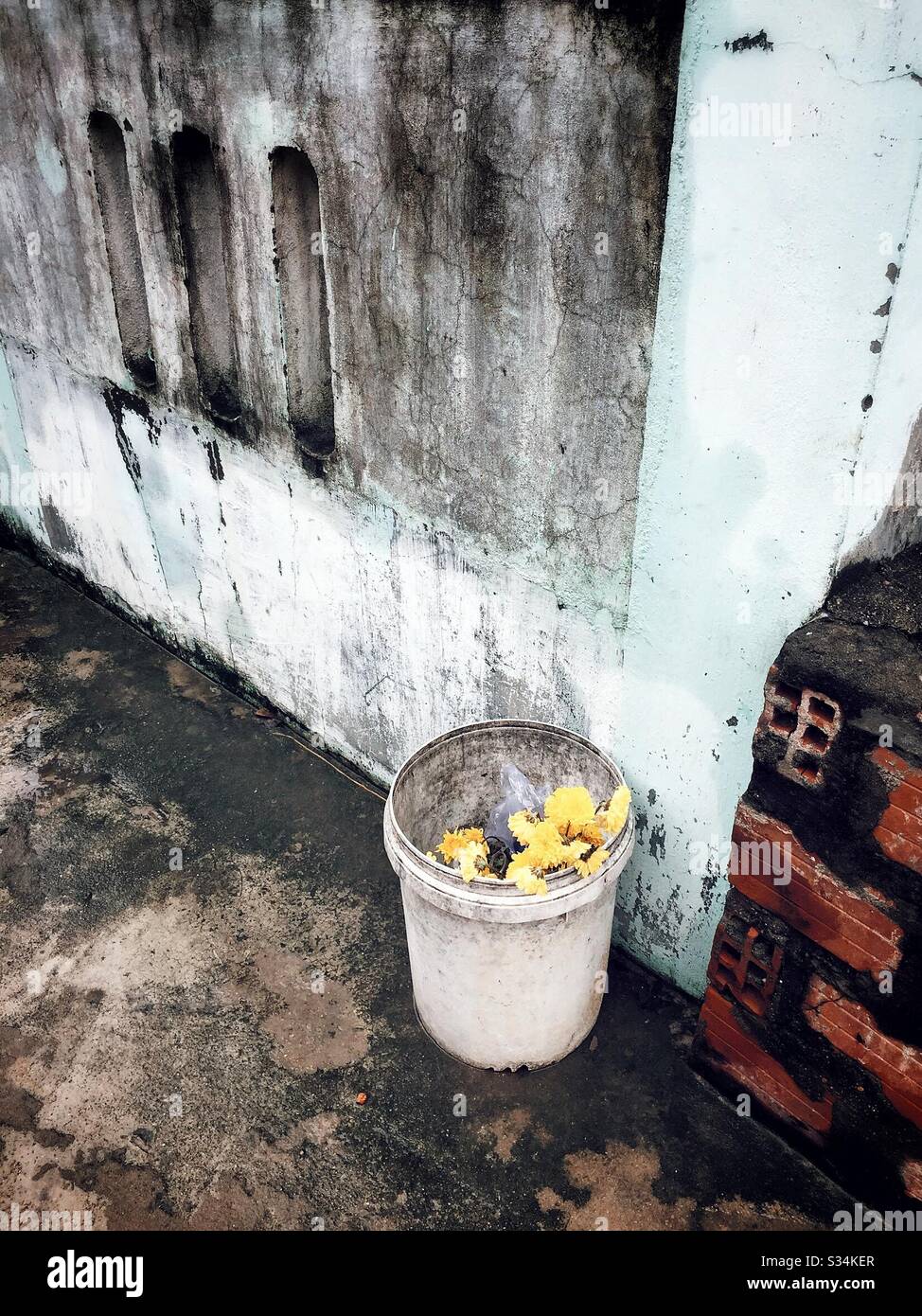 Ancienne fleur à l'intérieur du bac. - Image de stock capturée avec un smartphone