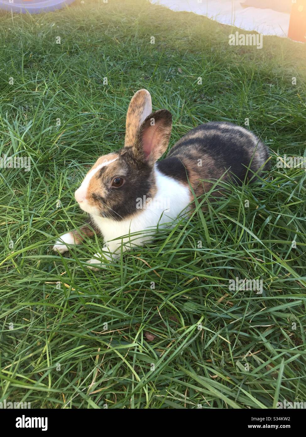 Lapin détendu dans le jardin Banque D'Images