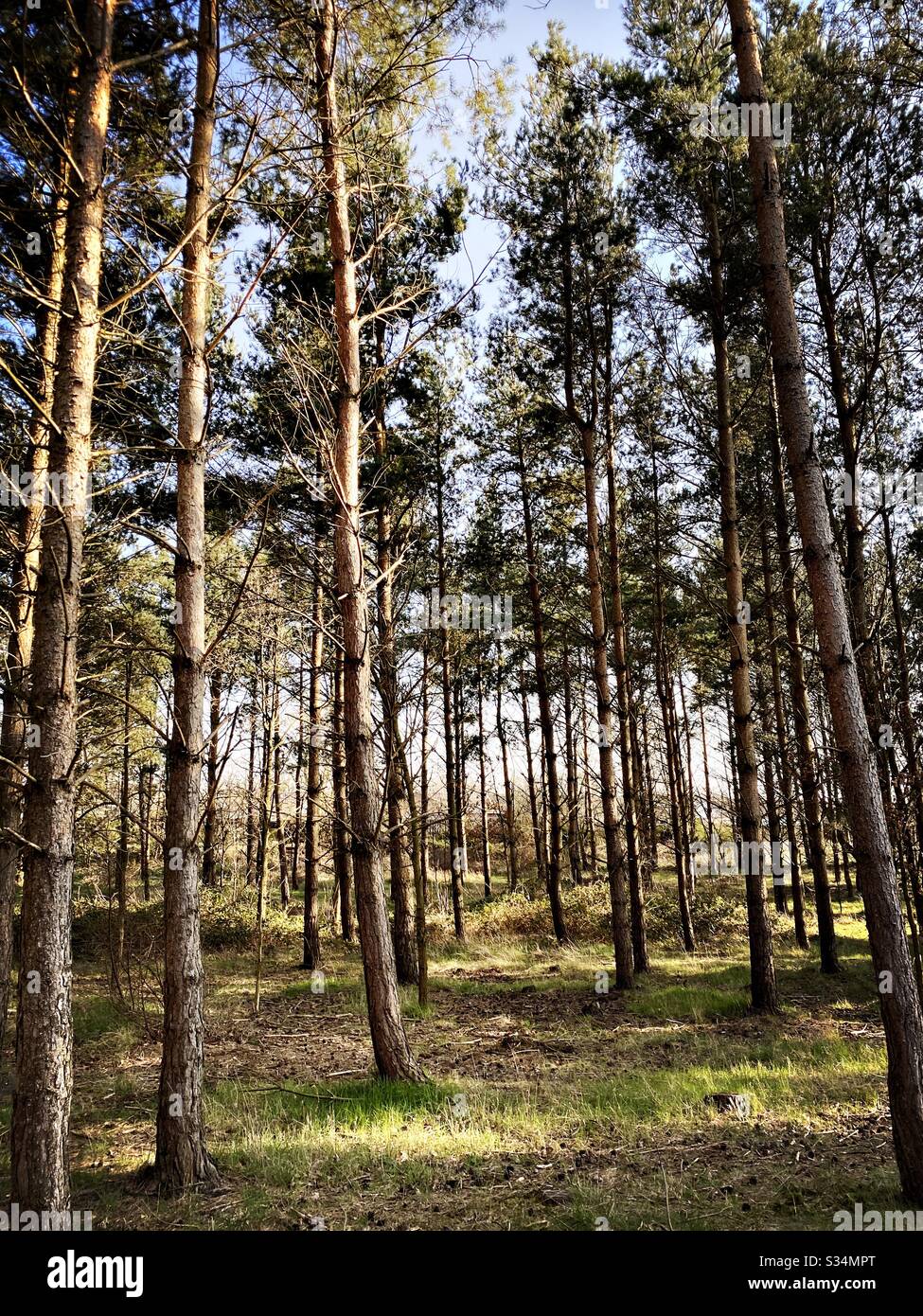 De grands pins dans une forêt dense rurale. Scène naturelle de treescape dans un sentier boisé l'après-midi Banque D'Images