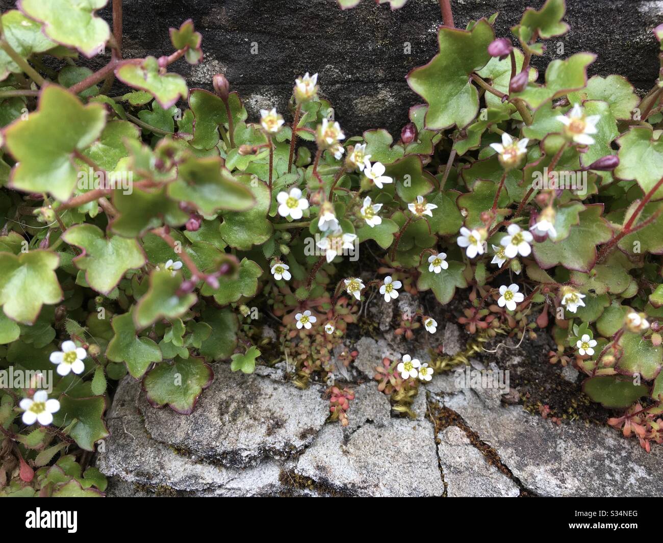 Saxifraga tridactylites, saxifrage à feuilles de rue Banque D'Images