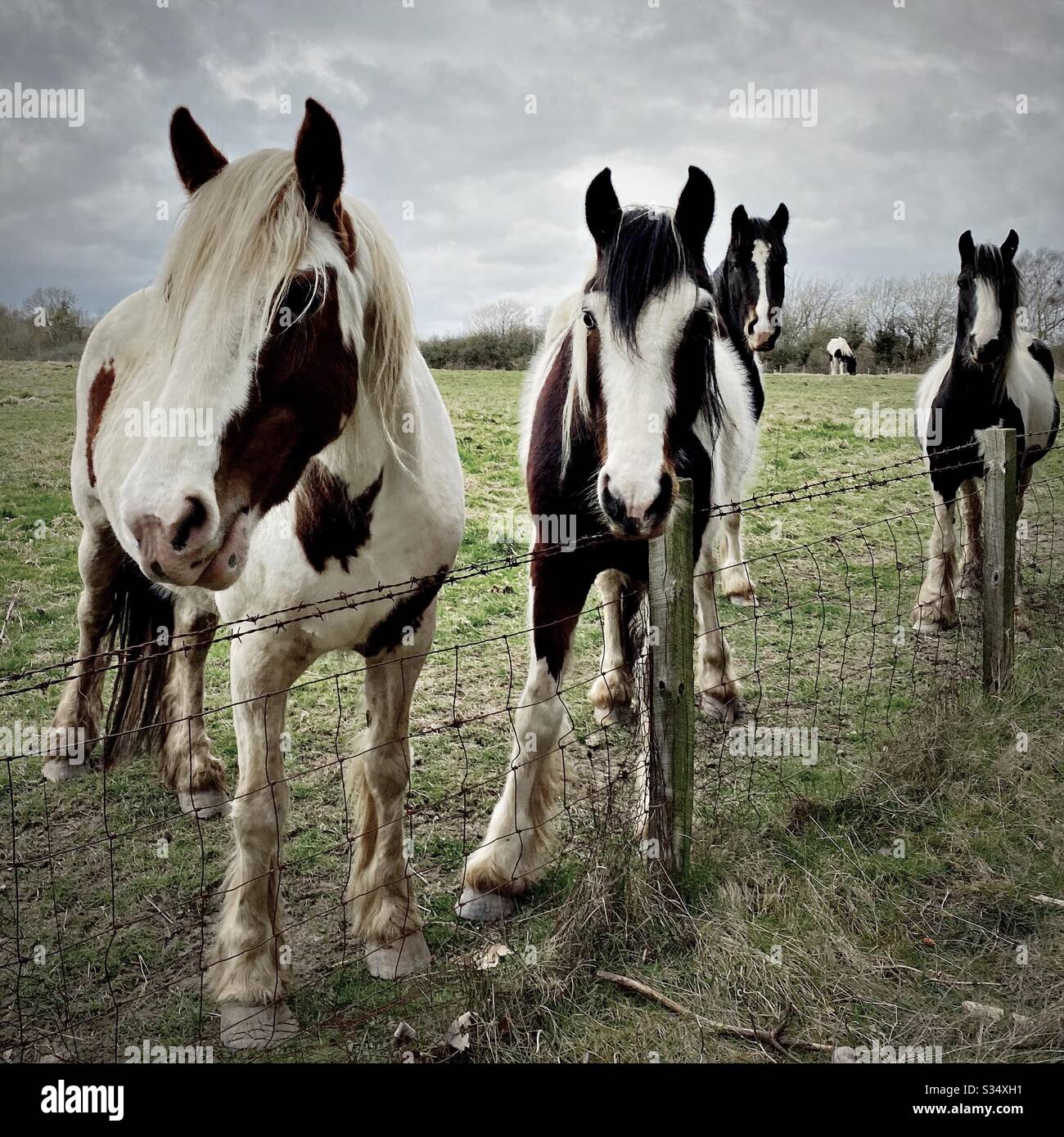 Des chevaux magnifiques et paisibles dans un enclos. Portrait domestique du bétail dans les terres agricoles rurales. Groupe de chevaux debout par la clôture de fil barbelé - Image de stock capturée avec un smartphone