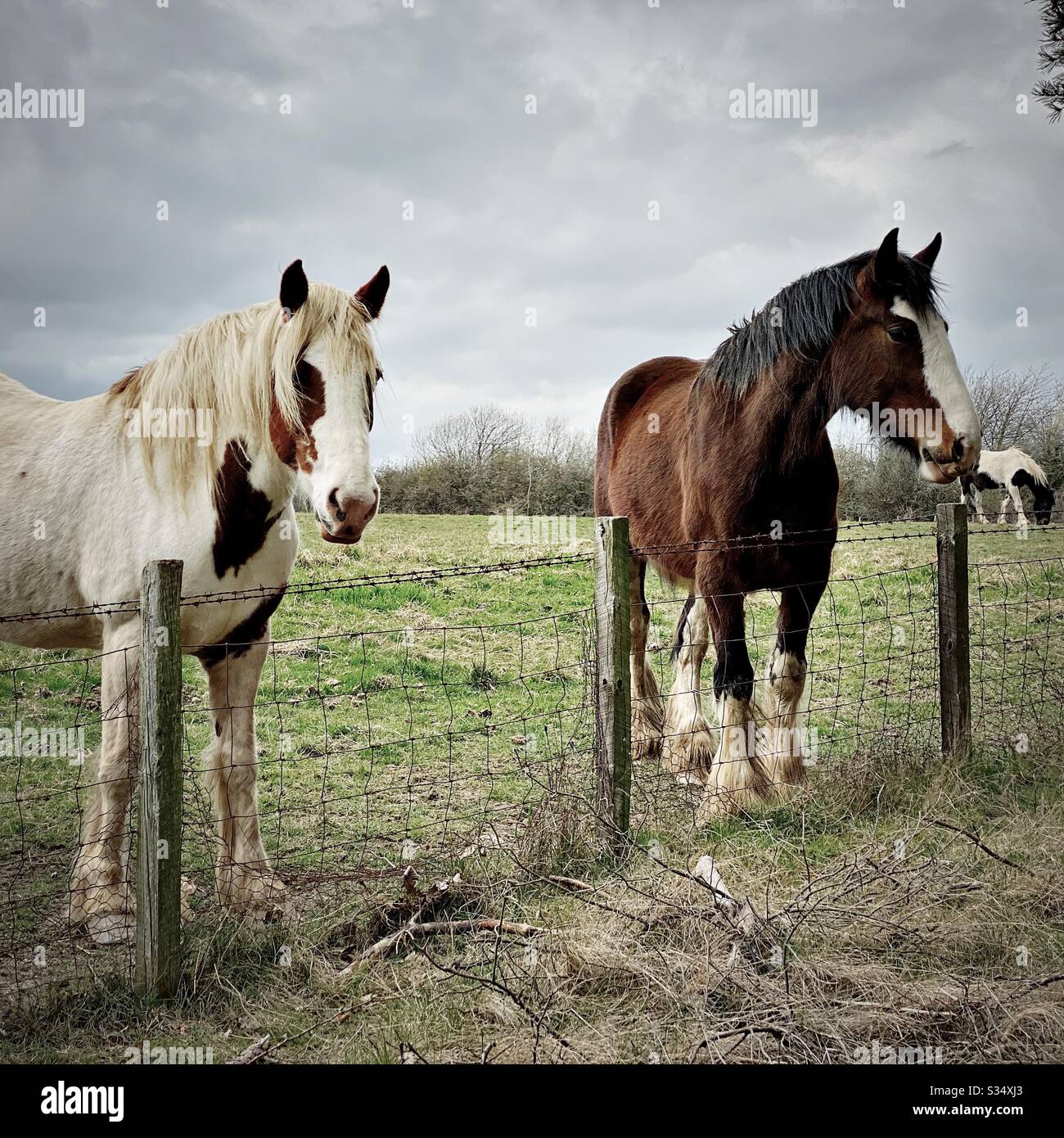 Des chevaux magnifiques et paisibles dans un enclos. Portrait domestique du bétail dans les terres agricoles rurales. Deux chevaux se tenant par une clôture de fil barbelé - Image de stock capturée avec un smartphone