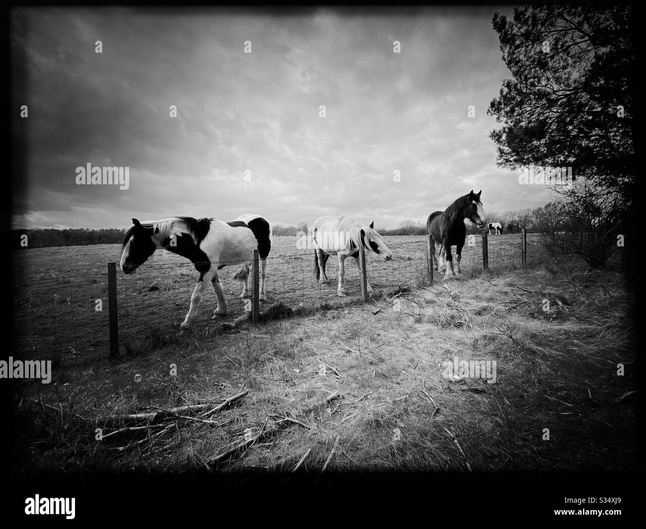 Beau et paisible cheval dans un paddock. Portrait domestique du bétail dans les terres agricoles rurales. Groupe de chevaux debout par la clôture de fil barbelé. Édition grand angle noir et blanc - Image de stock capturée avec un smartphone