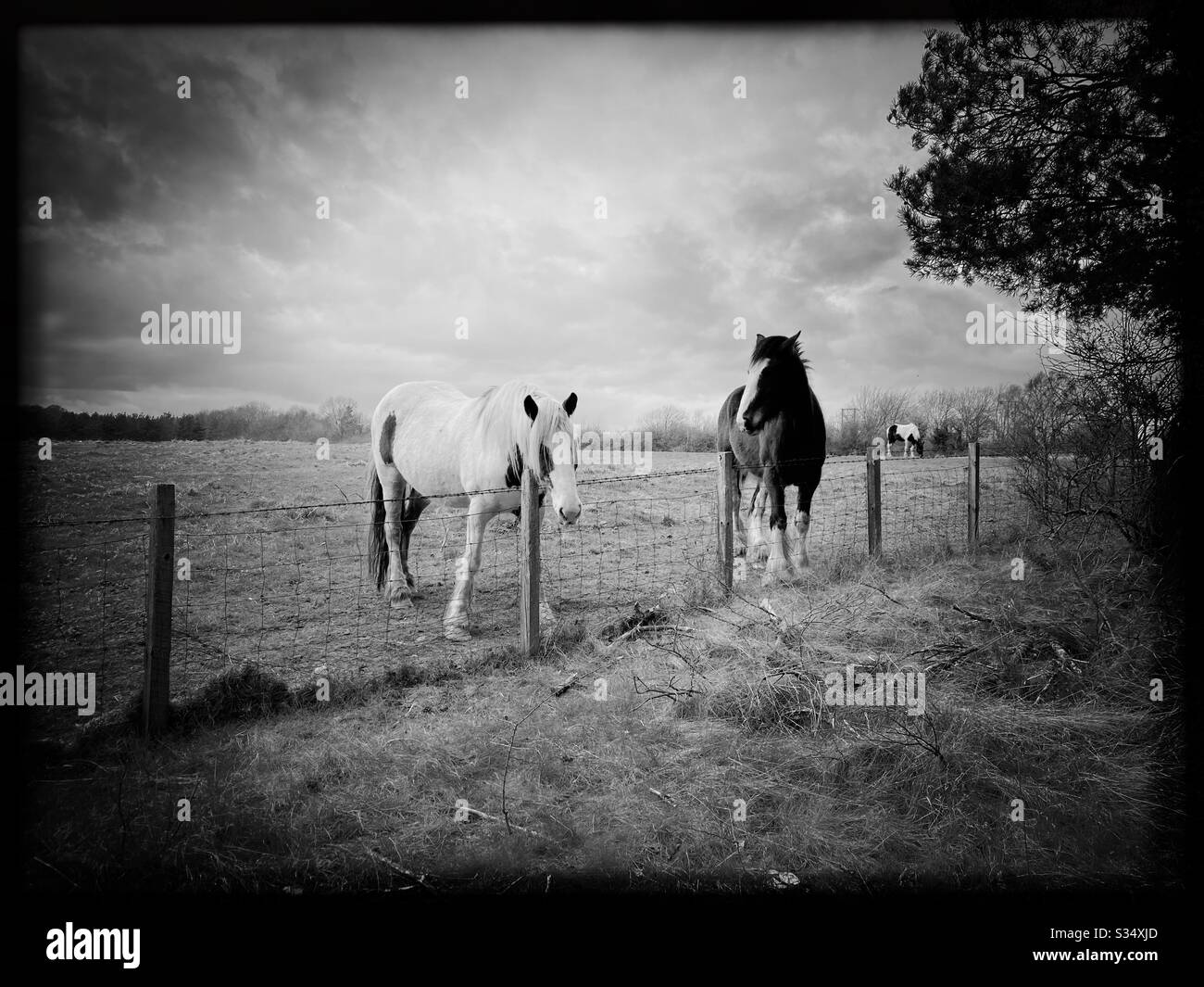 Beau et paisible cheval dans un paddock. Portrait domestique du bétail dans les terres agricoles rurales. Deux chevaux se tenant par une clôture de fil barbelé. Édition en noir et blanc - Image de stock capturée avec un smartphone