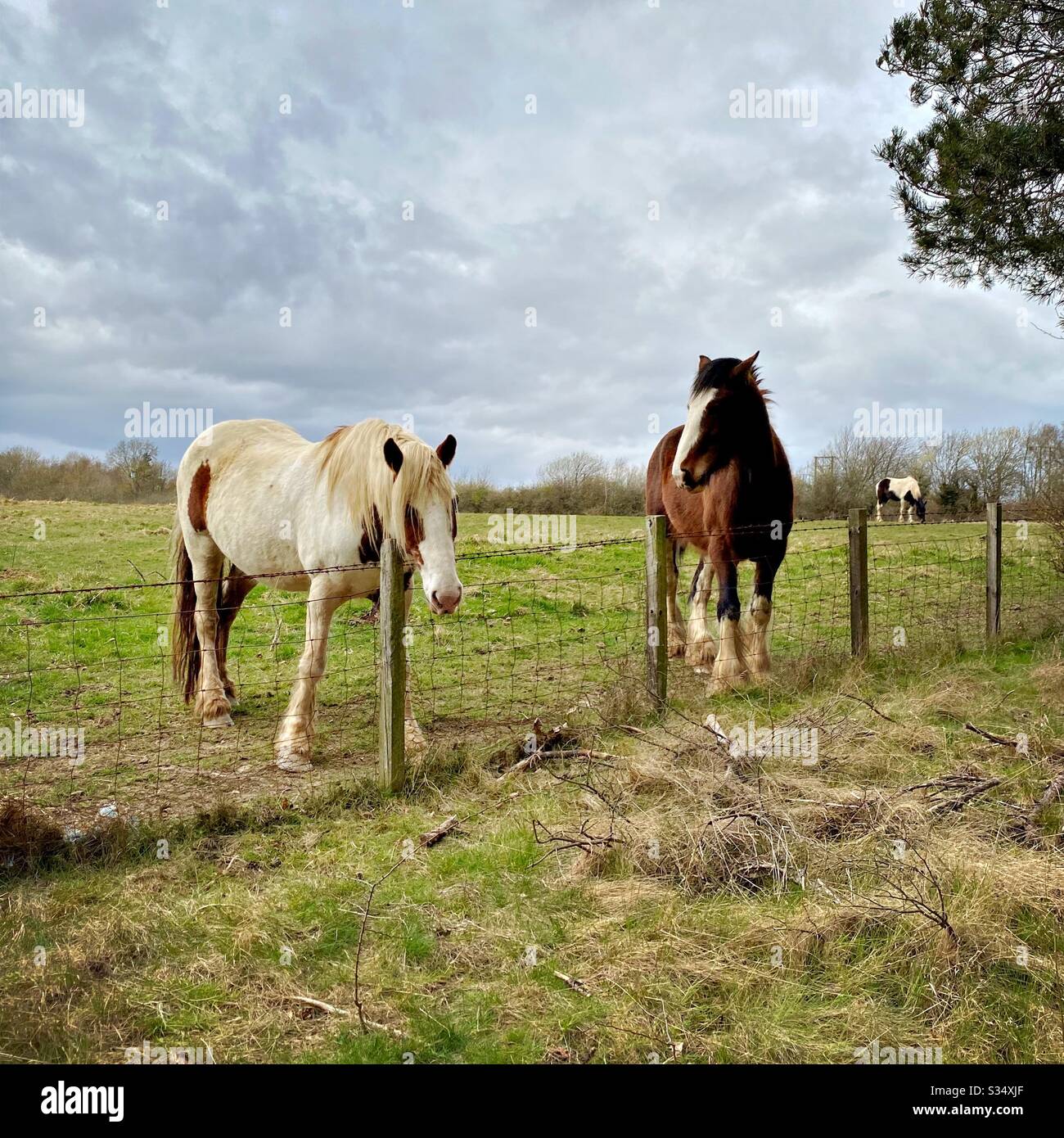 Beau et paisible cheval dans un paddock. Portrait domestique du bétail dans les terres agricoles rurales. Deux chevaux se tenant par une clôture de fil barbelé - Image de stock capturée avec un smartphone
