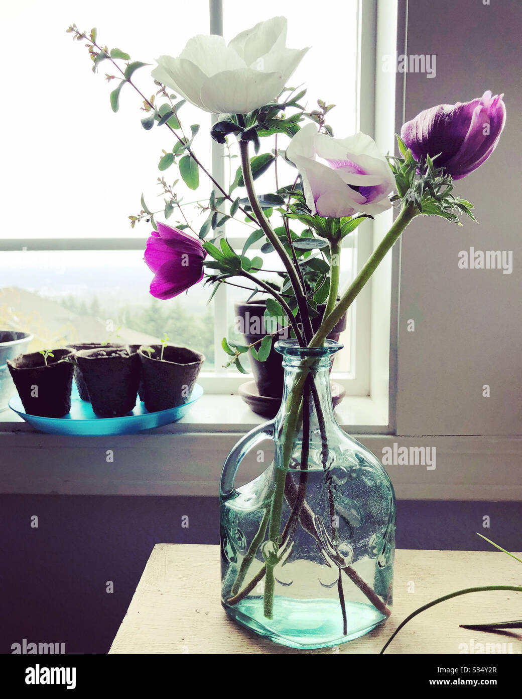 Fleurs violettes et blanches dans un vase. Banque D'Images