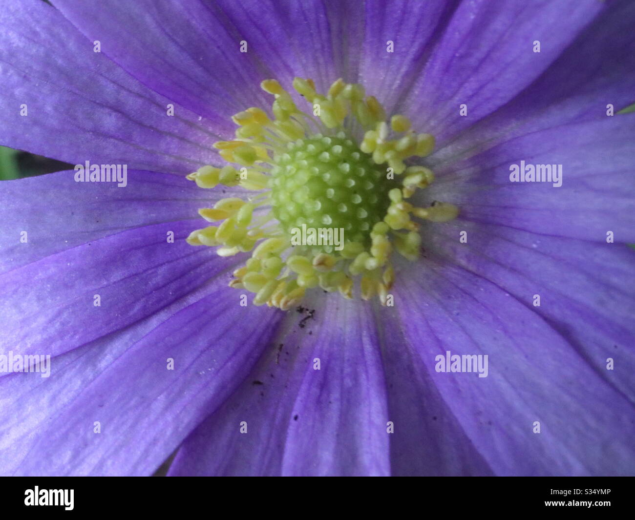 En fleur de l'anémone - Image de stock capturée avec un smartphone