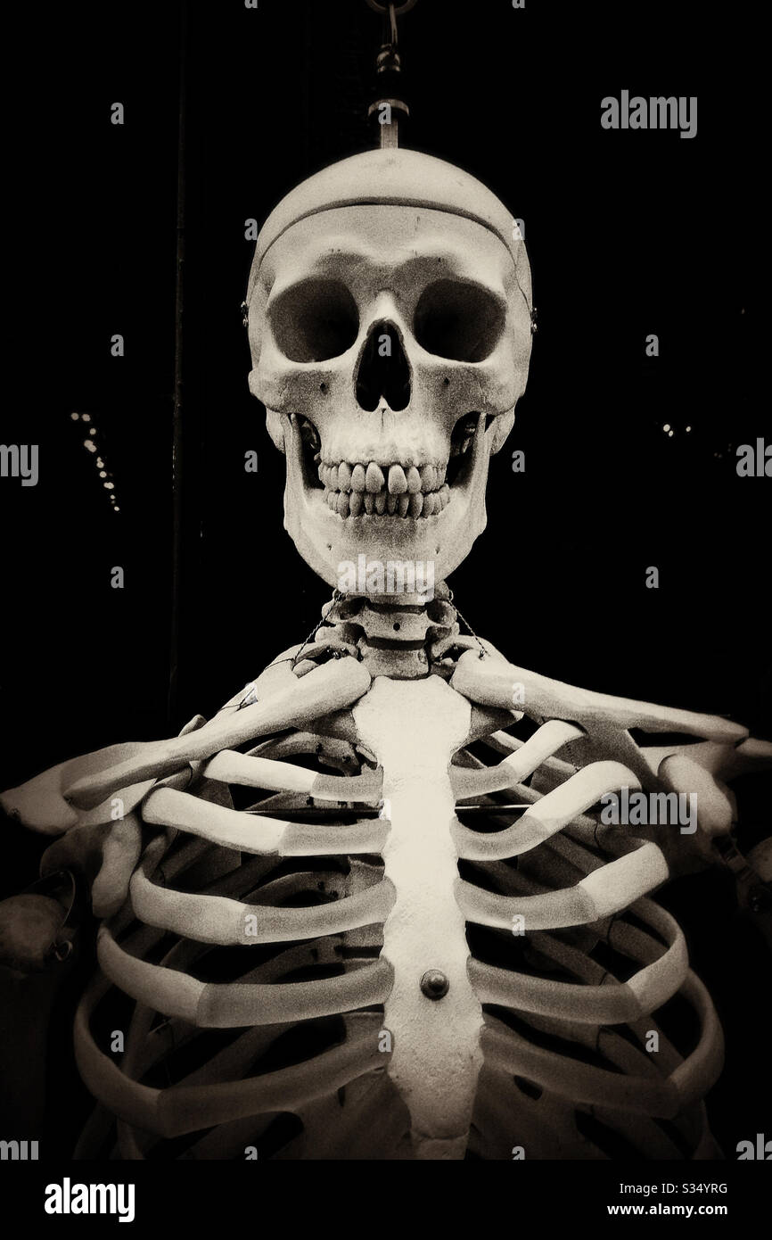 Crâne et cage de nervure gros plan du squelette Banque D'Images