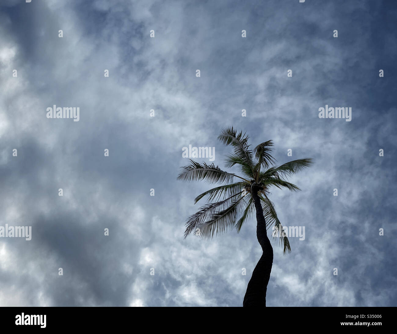 Palmier à noix de coco silhouetté contre un ciel nuageux Banque D'Images