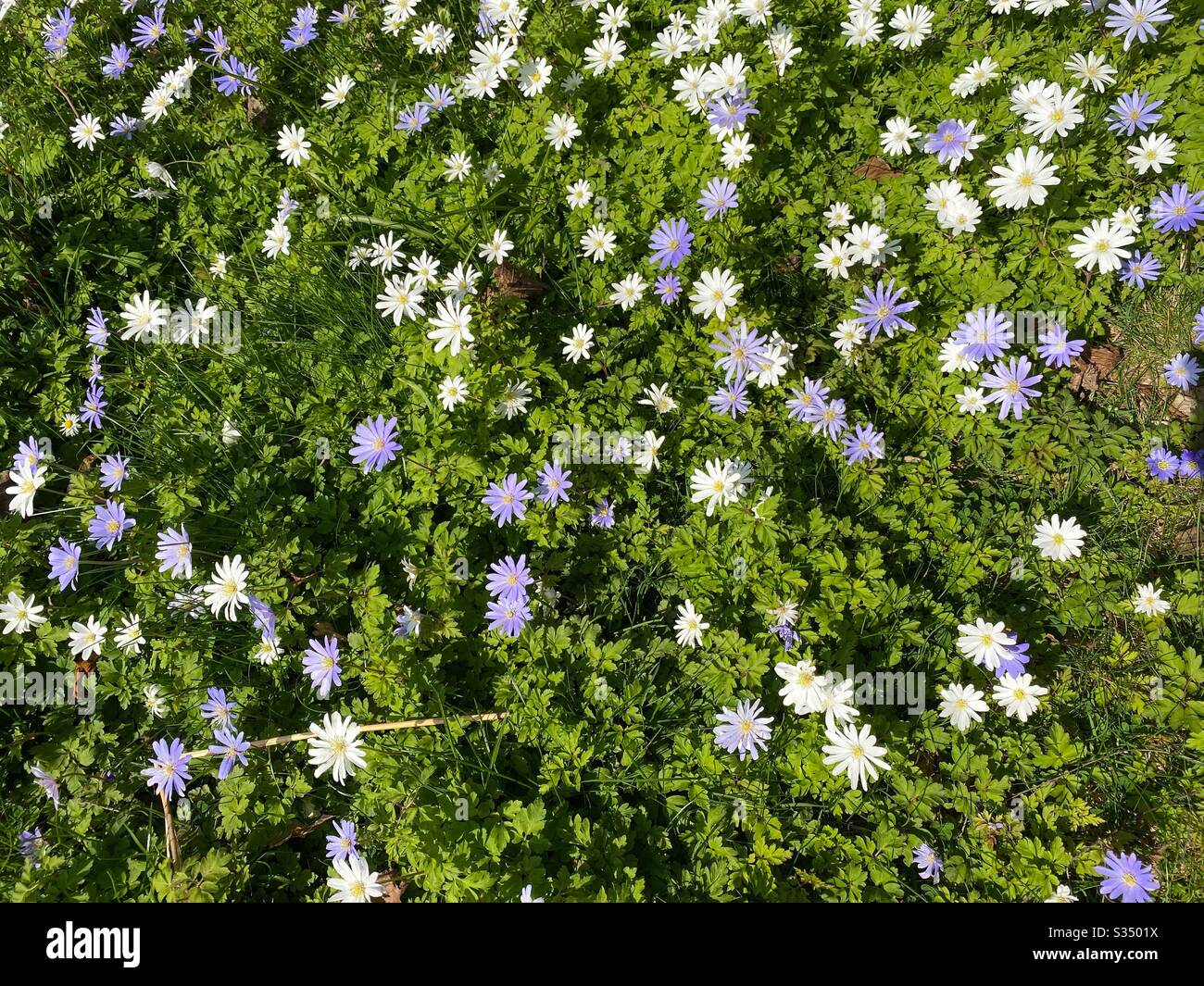 Un groupe d'anémones en fleur couvrant le sol avec la couleur au printemps. - Image de stock capturée avec un smartphone