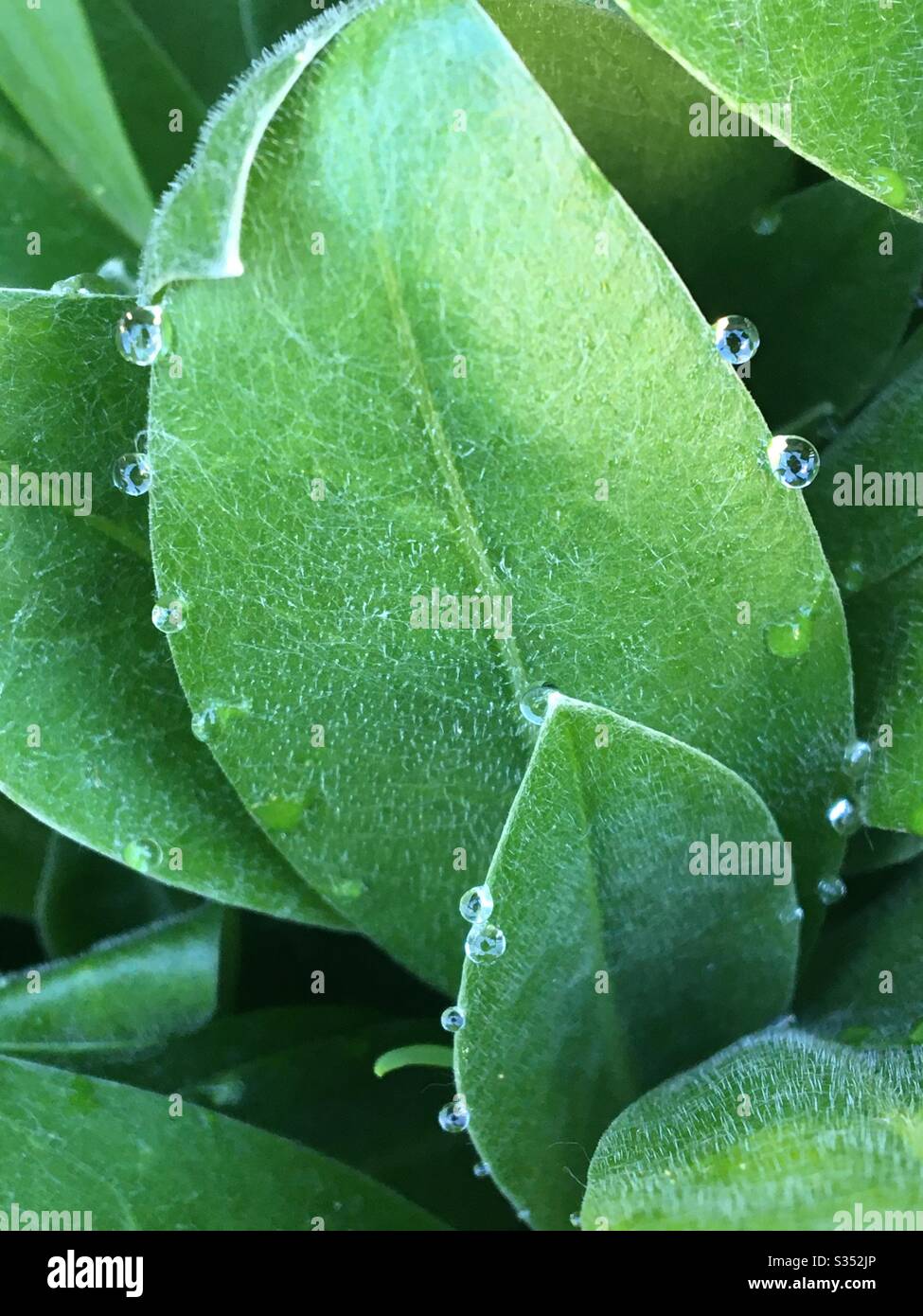 Diamant comme la rosée sur un matin de printemps - Image de stock capturée avec un smartphone