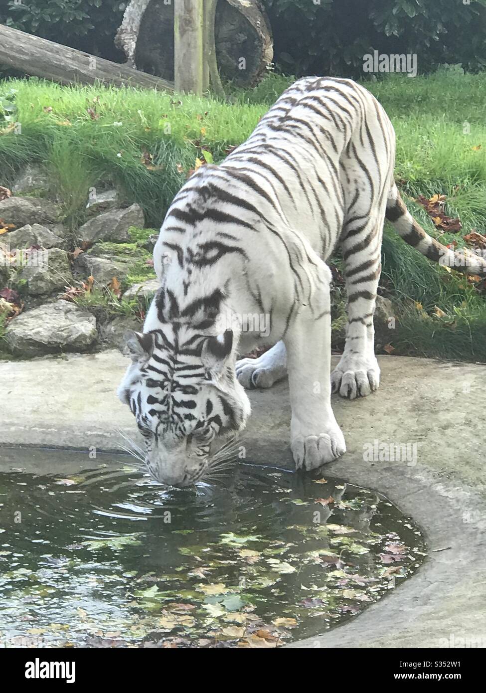 Tigre blanc Banque D'Images