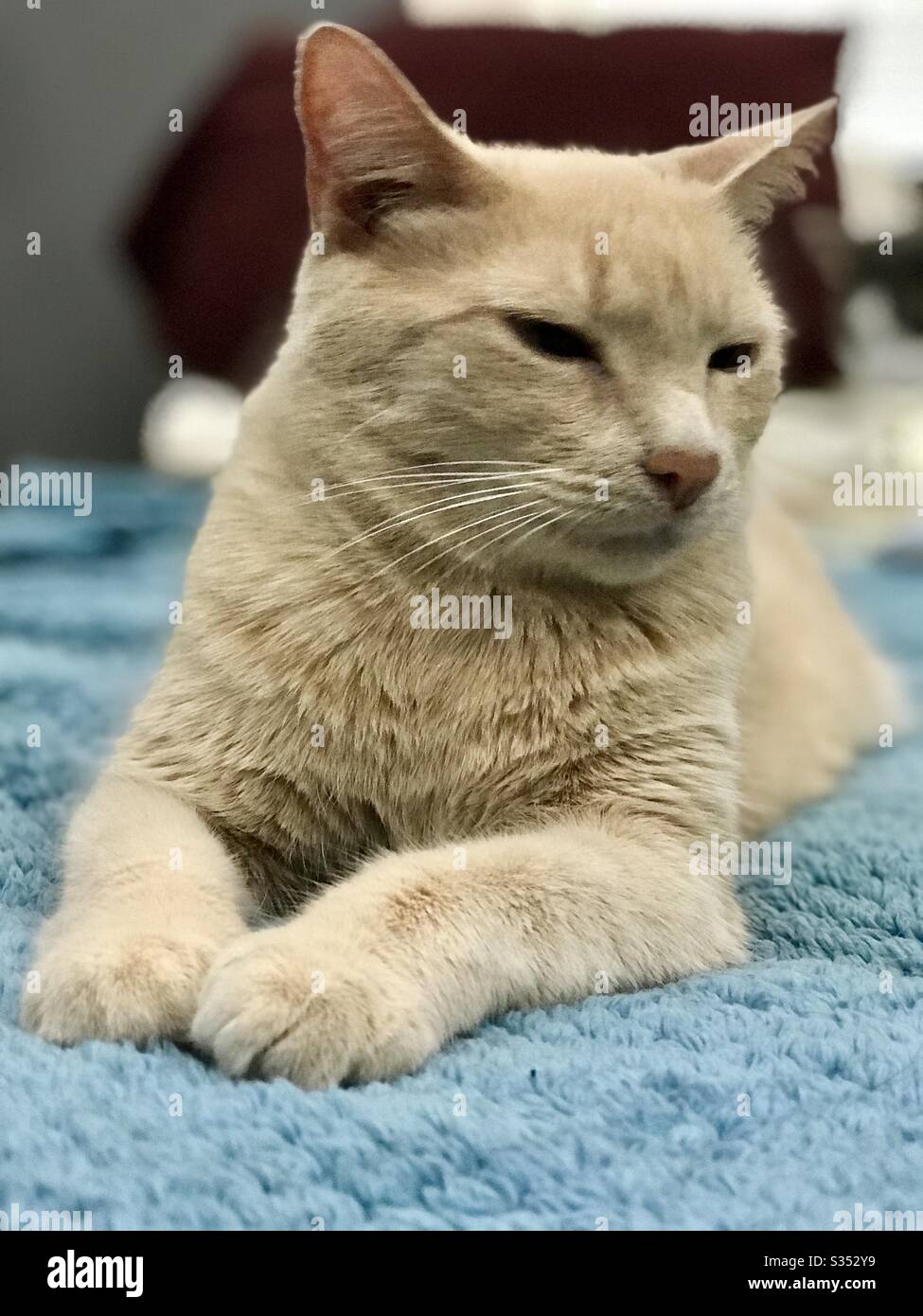Portrait du magnifique chat de couleur ambrée, animal domestique de compagnie d'intérieur de shorthair, avec de magnifiques yeux de couleur ambrée. Banque D'Images