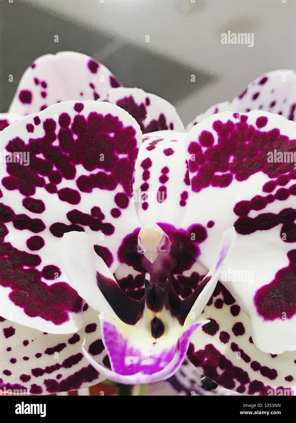 Tiges d'orchidée mauve de lune à Singapour - orchidée de la marmoon -  fleurs blanches et bordeaux, freckles en pointillés Photo Stock - Alamy