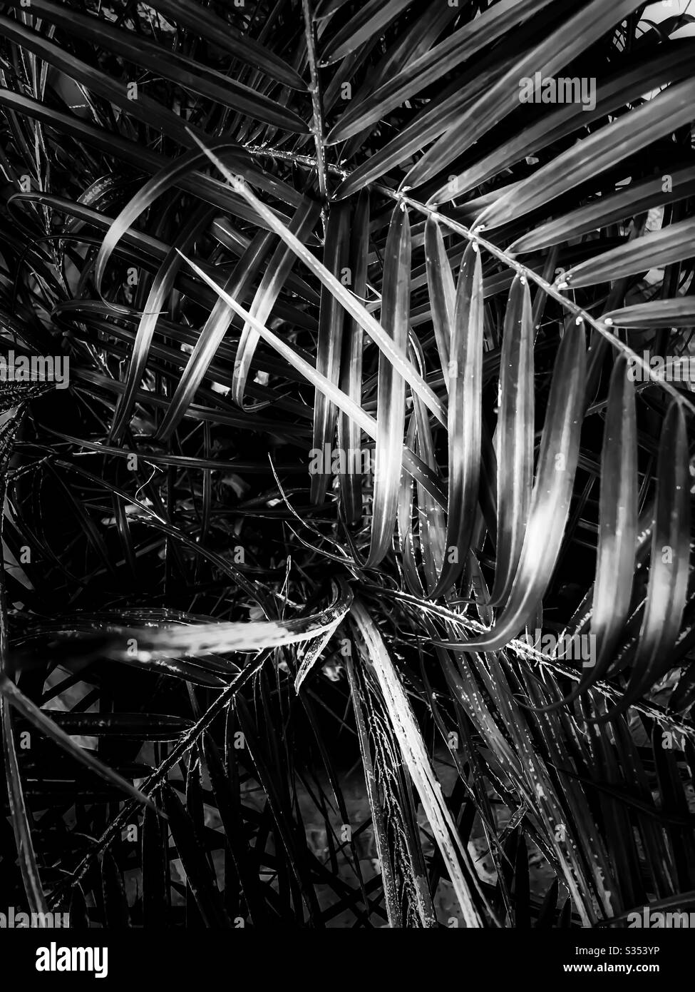 Gros feuilles de palmier en noir et blanc Banque D'Images