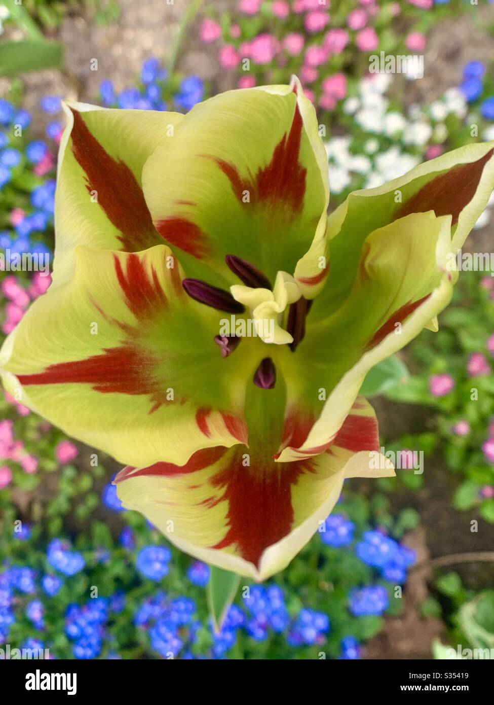 Tulipe rouge et blanche dans le jardin fleuri - Image de stock capturée avec un smartphone
