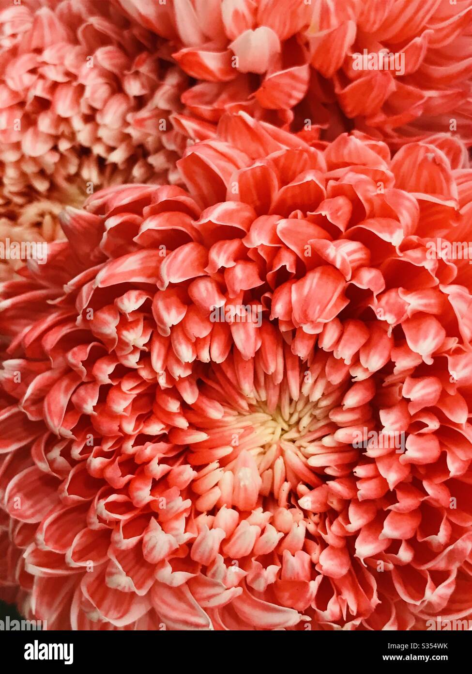 Couleur vive orange chrysanthème Carnation fleur macro vue des pétales - motif brodé - fleur comme la peinture en verre - gros plan pic - bande de couleur orange flower-flamango Banque D'Images