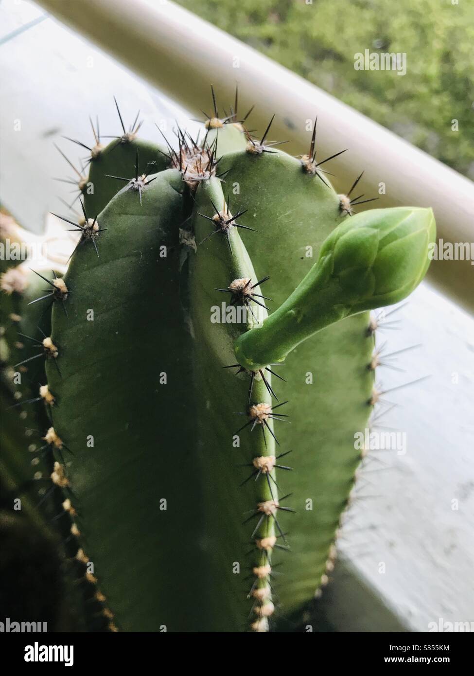 Le long cactus bud , une plante épineuse, c'est une plante ornamentale, prête à fleurir en 2 jours, Singapour Banque D'Images