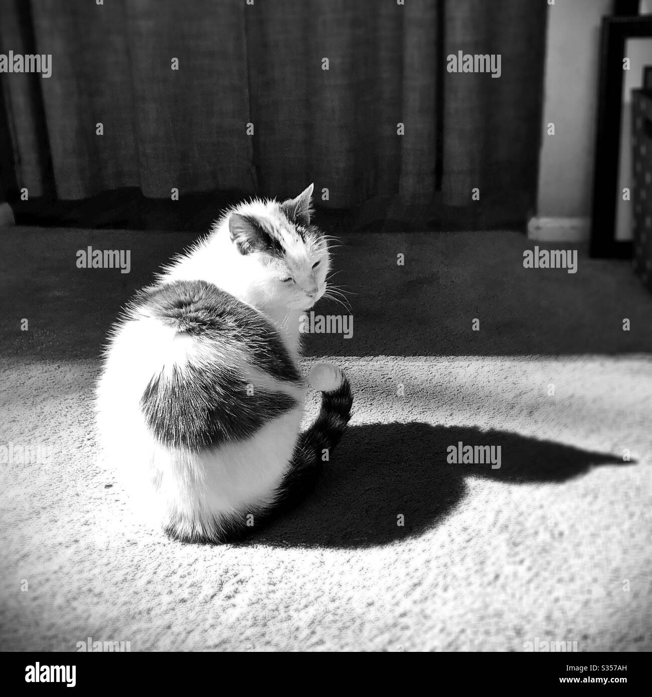 Un chat dans un endroit de soleil. Banque D'Images