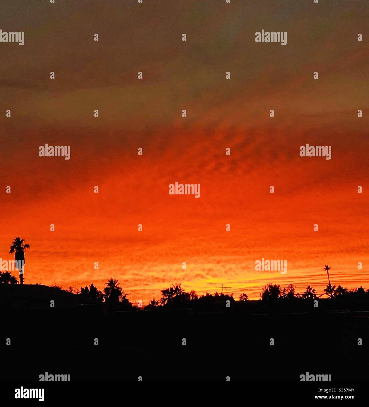 Superbe coucher de soleil, orange foncé, jaune à l'horizon, silhouettes d'arbres, paysage, espace de copie, YumaAZ Banque D'Images
