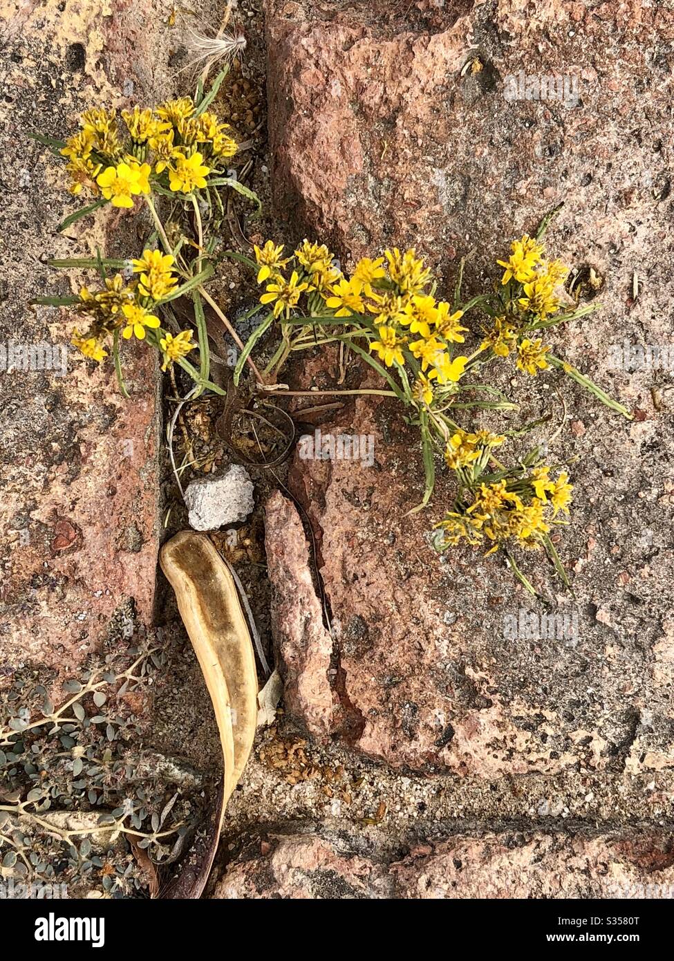 Mauvaises herbes à fleurs jaunes Banque de photographies et d’images à haute résolution Alamy
