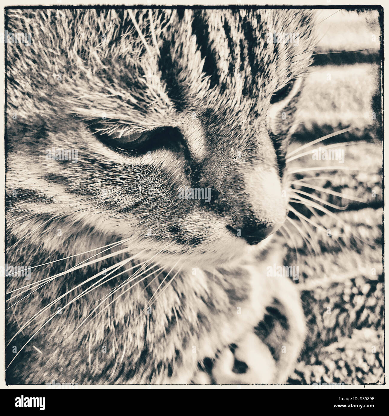 Gros plan Cat. - Image de stock capturée avec un smartphone