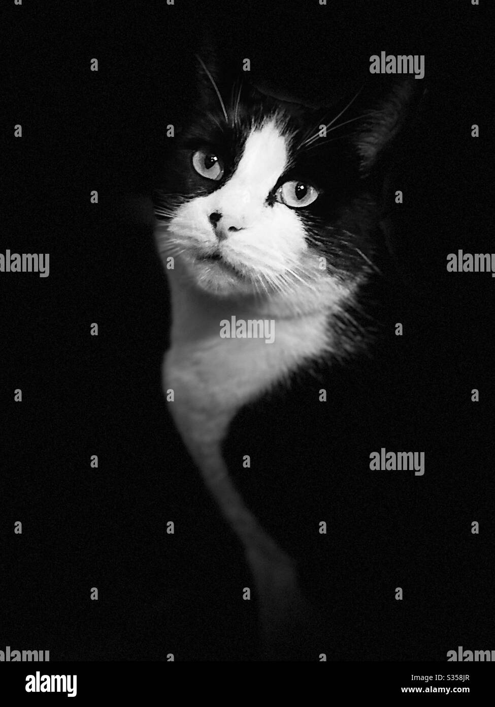 Felix Chat Blanc Noir Photo Stock Alamy