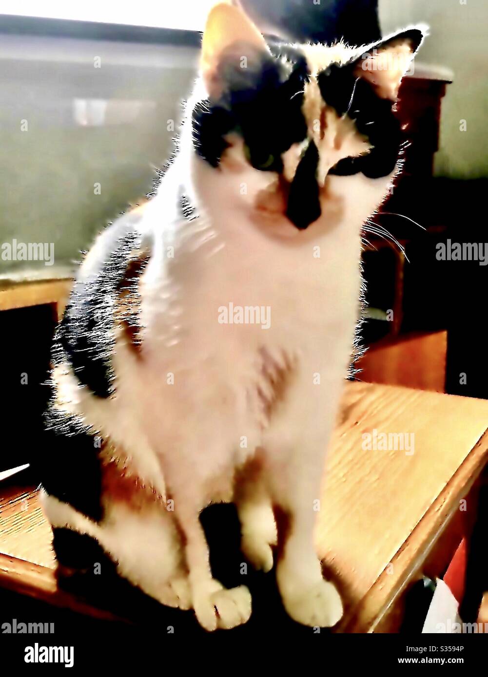 Portrait de la belle calico chat animal de compagnie d'intérieur craché femelle avec de magnifiques yeux verts, domestique ou américain chaton de shorthair Banque D'Images