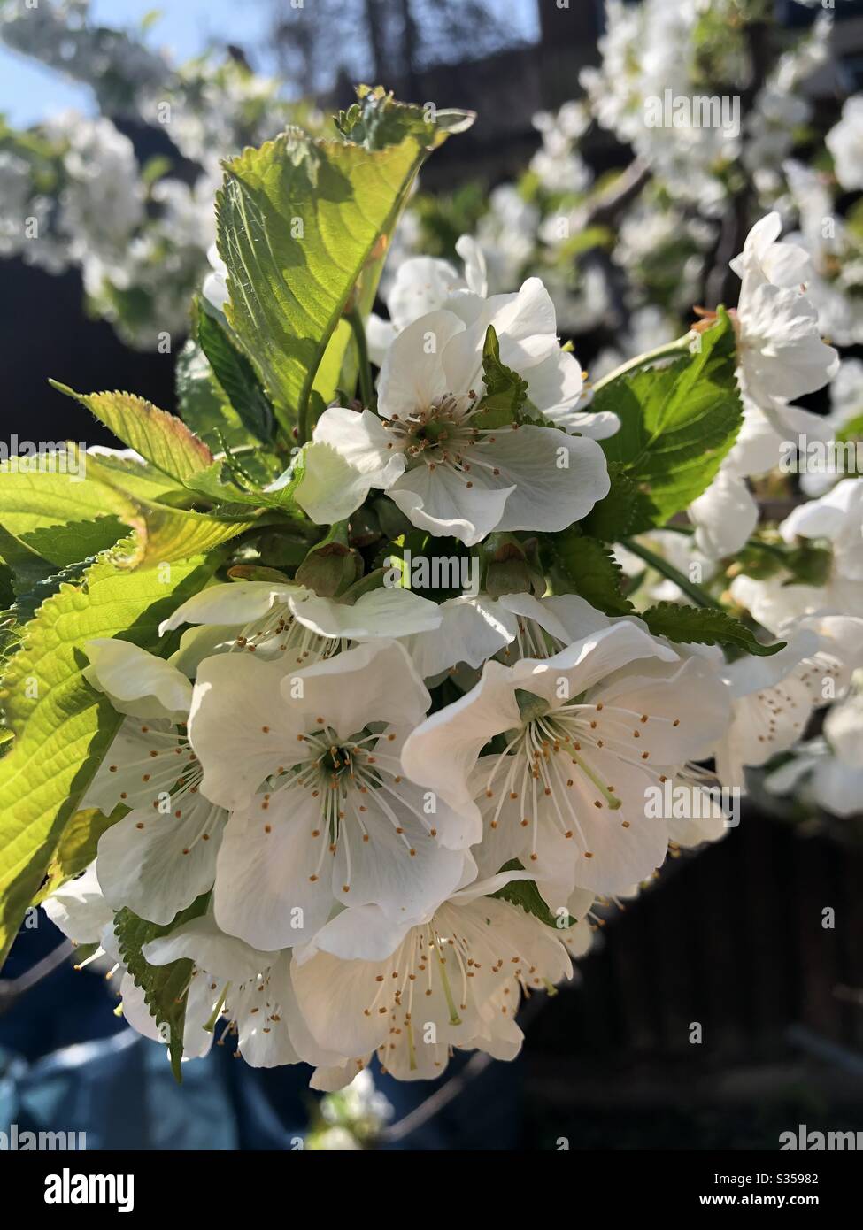 Fleurs blanches estivales Banque D'Images