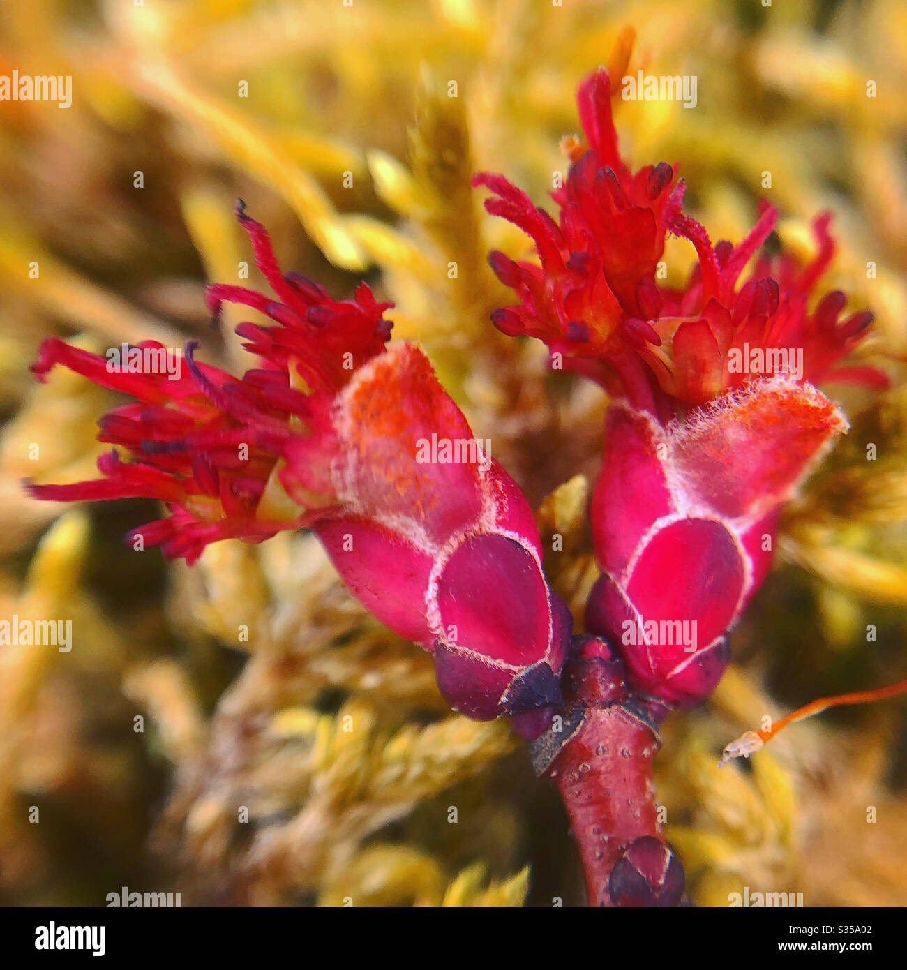 Fleurs d'érable rouge déchue Banque D'Images