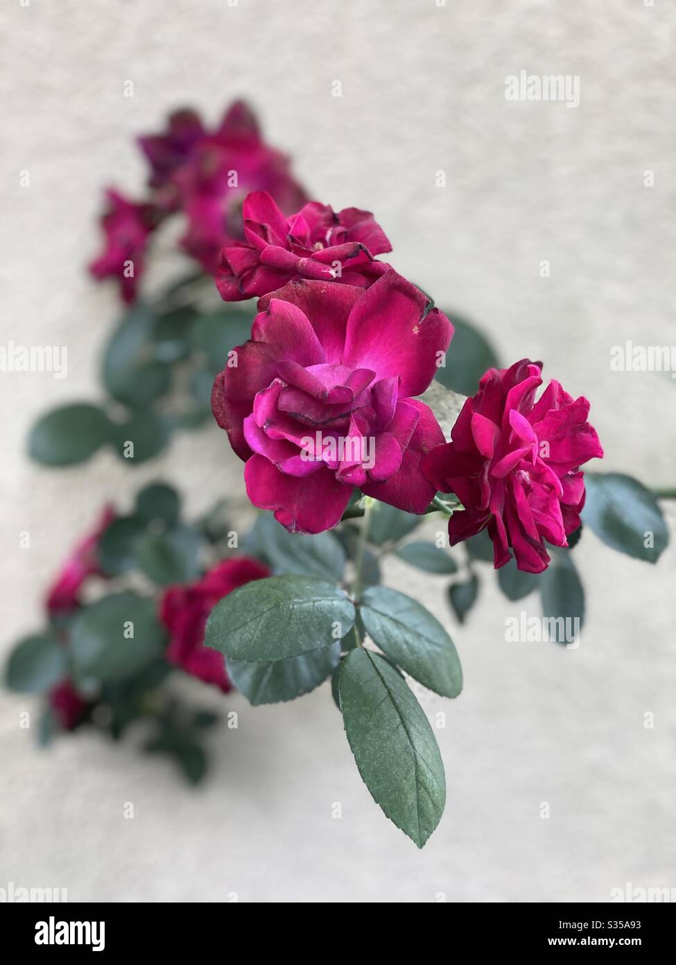 Roses rouges avec un fond de couleur naturelle - Image de stock capturée avec un smartphone