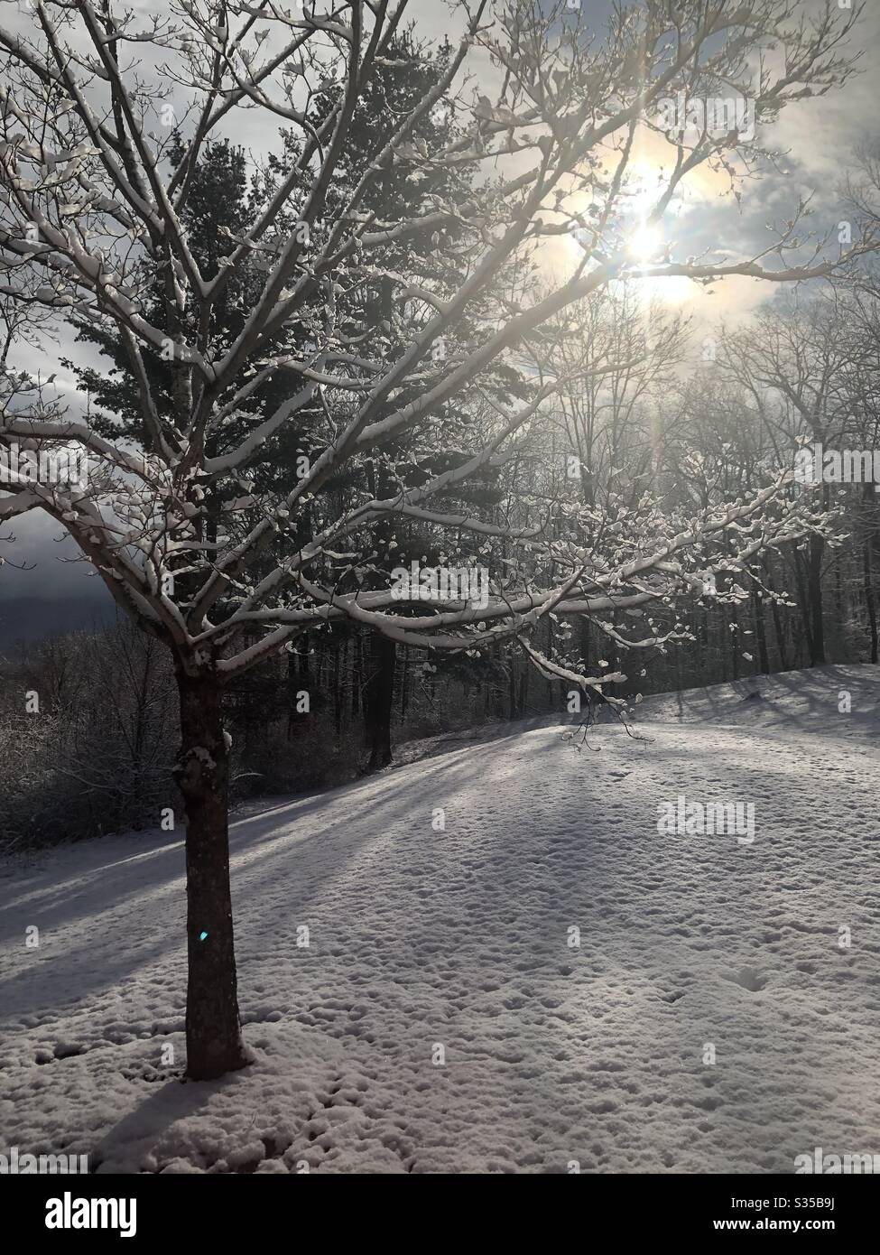 Mi-avril, chute de neige à Bennington, Vermont. Neige moelleuse qui s'accroche aux branches d'arbres. - Image de stock capturée avec un smartphone