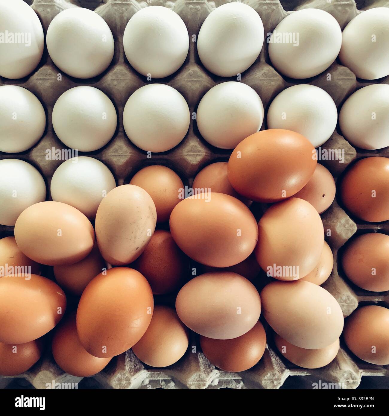 Dans un plateau plat, vous pouvez cultiver des œufs frais blancs et bruns Banque D'Images