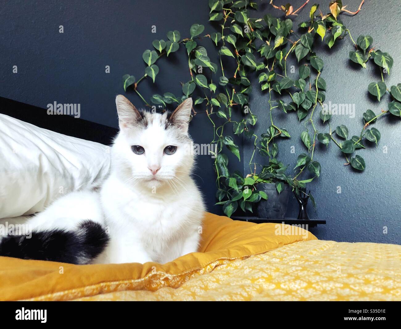 Un chat mignon sur un lit. Banque D'Images