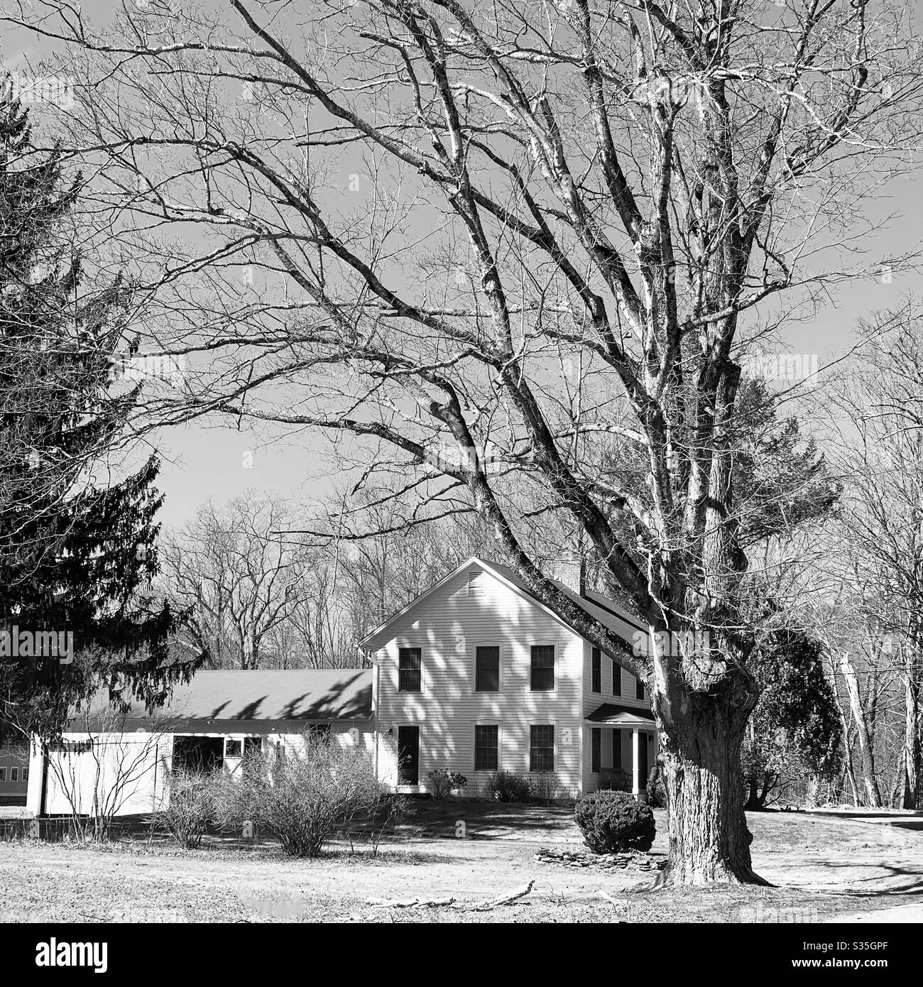 Image en noir et blanc d'une maison et d'un arbre en Nouvelle-Angleterre, aux États-Unis - Image de stock capturée avec un smartphone