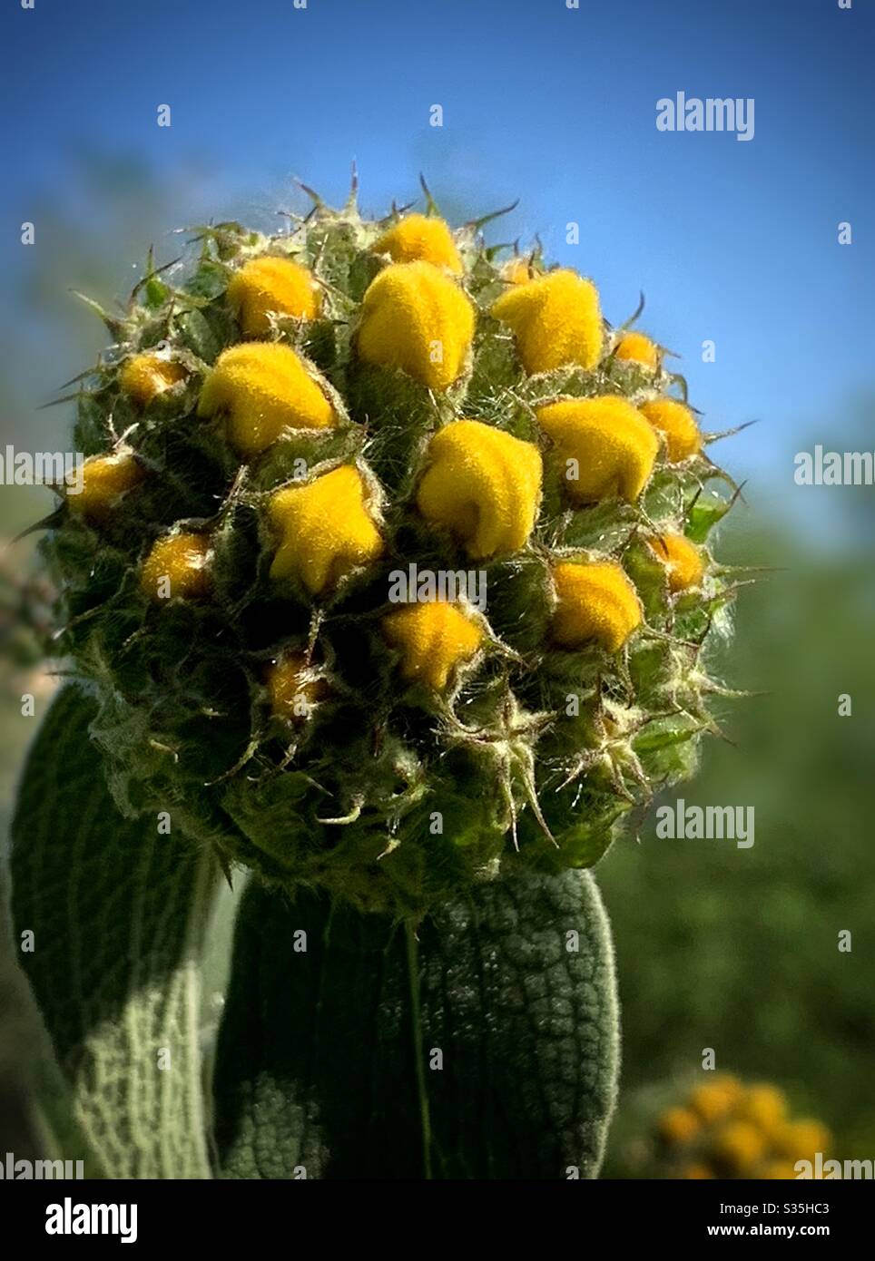 Phlomis fruticosa bourgeon Banque D'Images