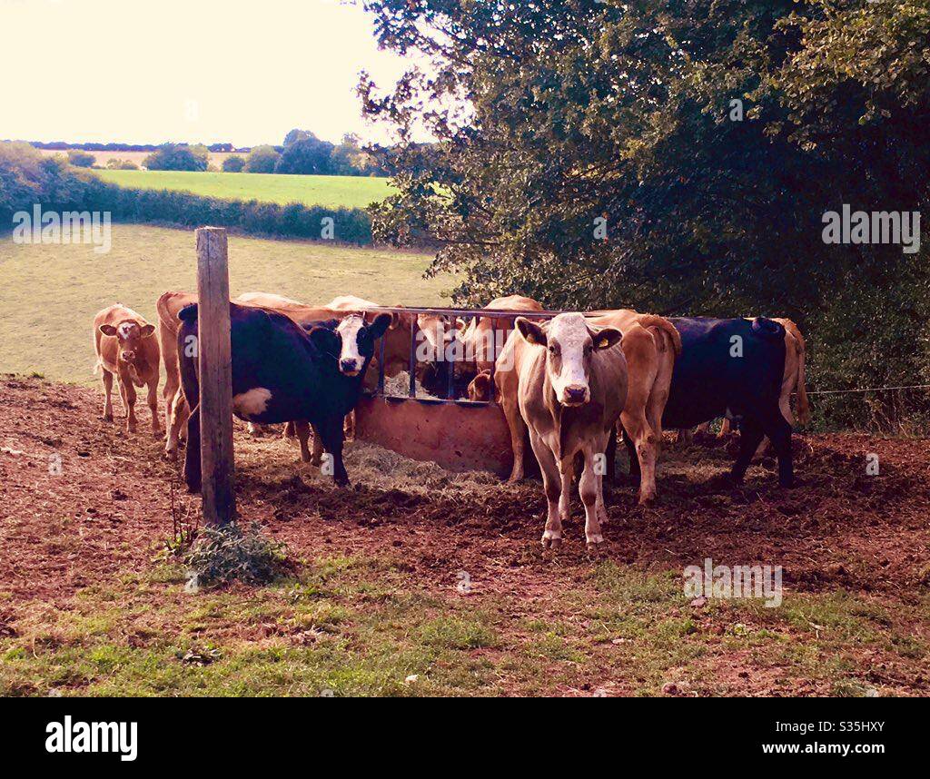 Une entendu de vaches dans un champ. - Image de stock capturée avec un smartphone