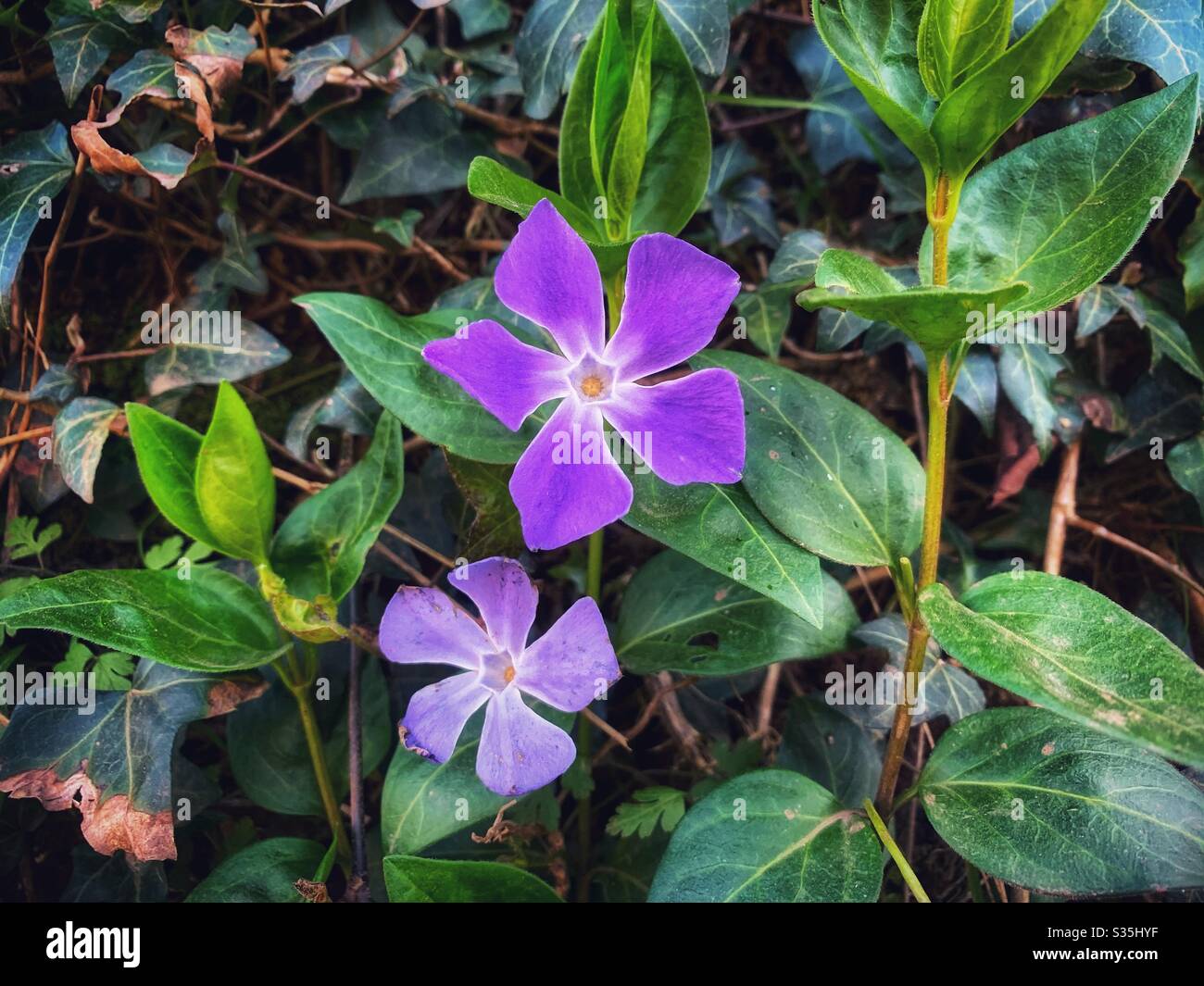 Deux perwinkles violettes sauvages qui poussent sur une banque, entourées de feuilles vertes et de lierre. - Image de stock capturée avec un smartphone