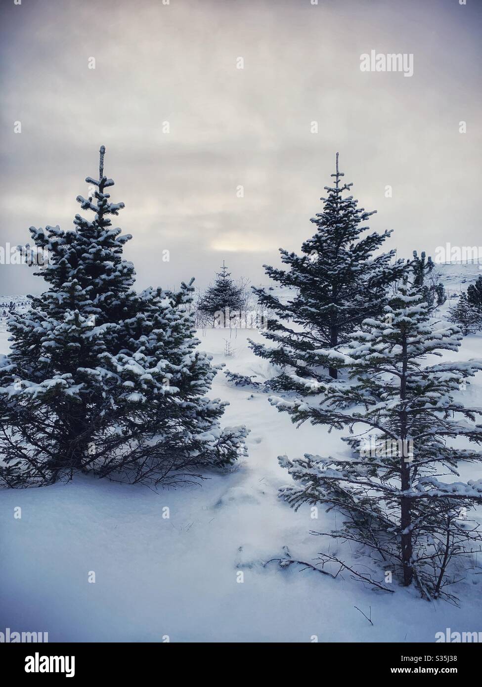Arbres de Noël dans la neige. Plusieurs pins qui poussent dans le sol enneigé de l'Islande par jour nuageux. Neige ensergeant leurs aiguilles. Islande. - Image de stock capturée avec un smartphone
