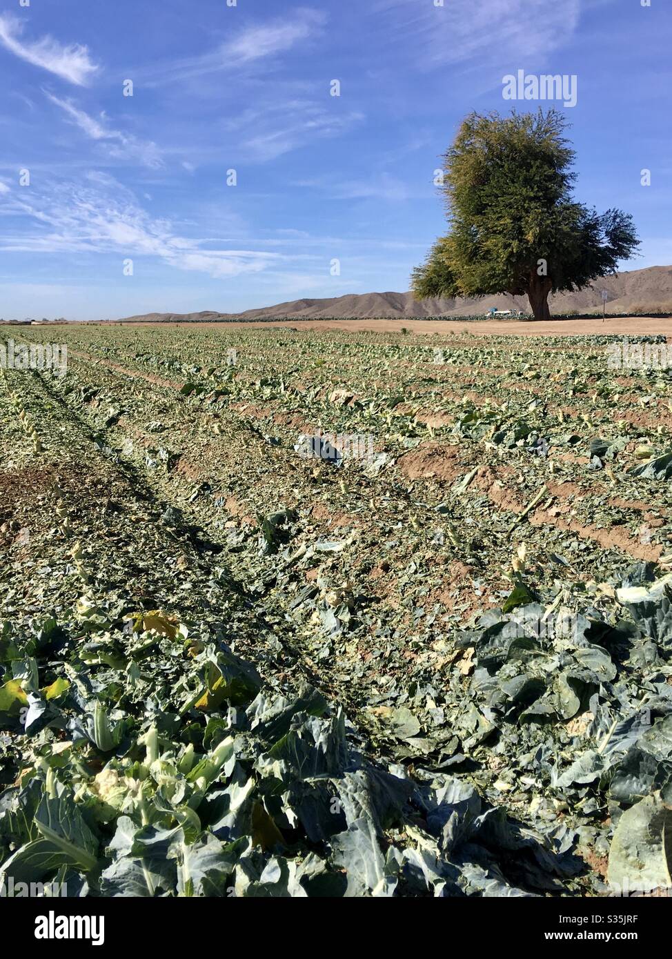 Champ récolté, rangées de chou, tranchées entre, arbre unique, en haut à droite, montagnes à vue partielle, ciel bleu, peu de nuages, agriculture, agriculture, style de vie, vie agricole, espace de copie, nature, sud-ouest Banque D'Images